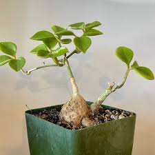 Image result for Sarcocornia natalensis