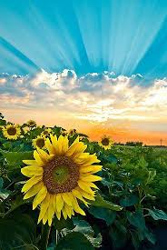 Field Of Dreams Sunset Over Sunflower Field Minnesota By Erik Lewandowski Sunflower Pictures Oil Painting Flowers Beautiful Nature