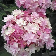 Maybe you would like to learn more about one of these? Ortensia Macrophylla You And Me Romance Hydrangea Macrophylla Ortensie E Giardino Di Ortensie