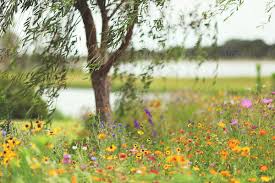 Weeping willows can be a beautiful addition to your yard. A Willow Tree Surrounded By Wild Flowers By Kelly Knox
