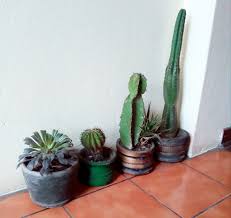Si se cuidan bien, los cactus y las plantas suculentas deberían crecer bien y mantenerse sanas, pero esto puede no ser fácil cuando se cultivan en un clima diferente al de su hábitat nativo, en este punto suelen aparecer enfermedades y plagas de cactus y suculentas. Urbanika Moda Mi Historia Con Los Cactus Y Suculentas