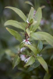 Image result for Vahlia digyna