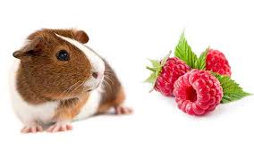 Cats are well known as 'obligate carnivore'. Can Guinea Pigs Eat Raspberries Squeaks And Nibbles