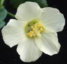 Image result for Pavonia senegalensis