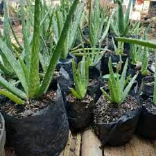 Check spelling or type a new query. Lidah Buaya Aloe Vera Tanaman Hias Per Pot Polybag Shopee Indonesia