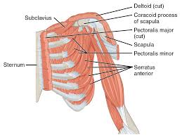 Learn vocabulary, terms and more with flashcards, games and other study tools. File 1118 Muscles That Position The Pectoral Girdle Anterior Png Wikimedia Commons