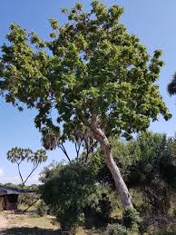 Image result for Xeroderris stuhlmannii