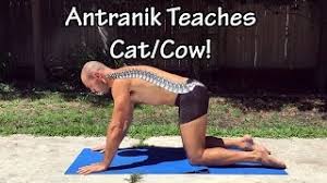 Feb 15, 2021 · cows are animals that are found all over the world. Cat Cow Part 1 How To Do Cat Cow In Two Different Ways With Antranik Youtube