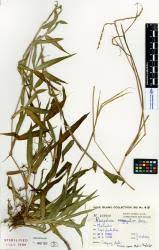 Image result for Paspalum conjugatum