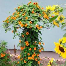 Rankschirm Monet 2 Pflanzen Gartenbedarf Schirm