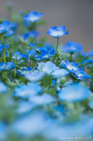 Blue Flowers Tumblr In 2020 Types Of Blue Flowers Blue Flower Arrangements Blue Flowers Background