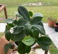 Ficus microcarpa care tips for zone 10a indoor bonsai
