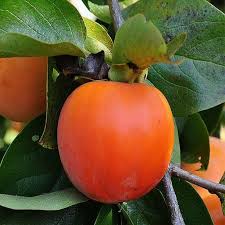 Image result for Diospyros
