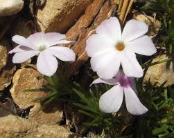 Image result for Lactuca imbricata