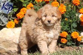 Puppy Finder Find Buy A Dog Today By Using Our Petfinder Pomapoo Puppies Cute Dogs