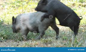 Sexo pequeno dos porcos video estoque. Vídeo de marido - 54085513