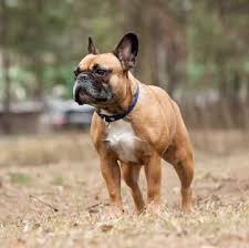 Male frenchies usually weigh more than female frenchies. French Bulldog Puppies For Sale Adoptapet Com