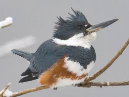 Identification Birds Of North Georgia Belted Kingfisher Kingfisher Pet Birds Birds Of Georgia