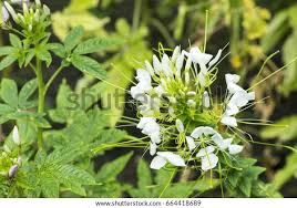 Image result for Cleome macrophylla