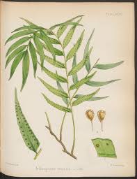 Image result for Arthropteris palisotii