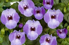 Image result for Torenia