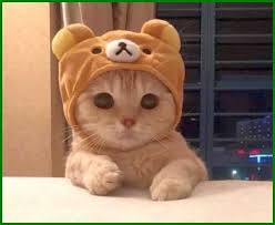  Daftar Nama Nama Kucing Korea Dan Artinya Daftarhewan Com Cute Cat Wallpaper Cute Baby Animals Cute Baby Cats