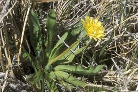 Image result for Taraxacum sp.