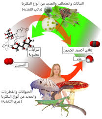 ذاتي التغذية ويكيبيديا