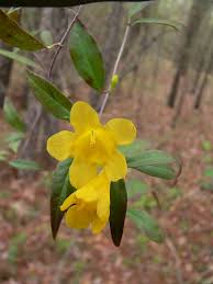 Image result for Gelsemiaceae