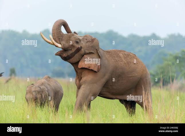 Saluting elephant hi-res stock photography and images - Alamy