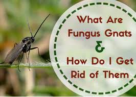 Fungus Gnats Where Do These Little Flying Bugs Come From How To Get Rid Of Gnats Fungus Gnats Houseplant Plant Bugs