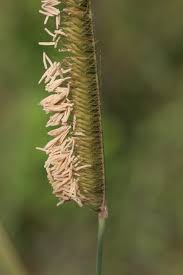 Image result for Ctenium