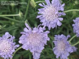 Image result for Scabiosa col.`Butterfly Blue`