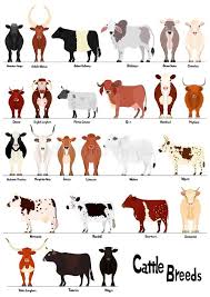 Large Collection Of Cow With Breed Name Vector Illustration Breeds Of Cows Cow Pictures Cute Cows