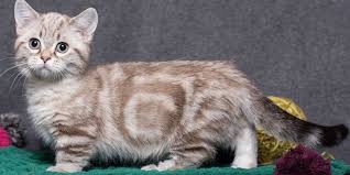 Kebun bunga matahari bantul jogja batu bali taman puncak malang indonesia yogyakarta kediri samas perkebunan cisarua bogor jakarta cipanas bandung oro ombo sanden thailand pantai gunung api. Kenalan Dengan Kucing Munchkin Yang Berkaki Pendek