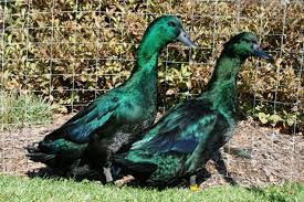 Baby Black And White Duck Breeds Cayuga Ducks Duck Breeds Cayuga Ducklings For Sale