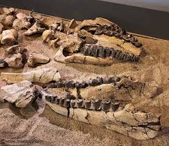 Probably had embolotherium probably similar to other modern brontotherien a robust body. Brontotheres The Thunder Beasts Of North America Facts About These Giant Eocene Mammals