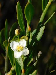 Image result for Montiniaceae