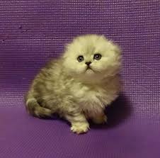 Birman kittens for sale near me. Scottish Fold Longhair Silver Classic Tabby Female Scottish Fold Cat Scottish Fold Scottish Fold Kittens