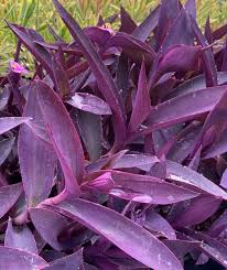 Image result for Tradescantia pallida
