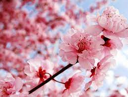 Wallpaper bunga sakura untuk hp kumpulan wallpaper hp keren via wallpaperhp.com. Http 2 Bp Blogspot Com Whgnhz1lpji U3a5737qthi Aaaaaaaaaxm Nebvzno8wqu S1600 Gambar Cherry Blossom Wallpaper Cherry Blossom Painting Sakura Flower Wallpaper