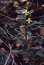 Image result for Tetragonia spicata