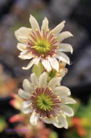 We did not find results for: Enzian Bottger Stollberg E Gebirgspflanzen Other Mountain Plants Galery