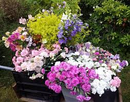 We did not find results for: Galloway Flowers Cut Flower Journal