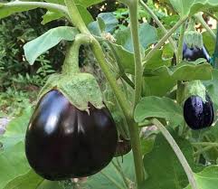 Depending on the eggplant variety, the harvest season starts in july or august and lasts until the frost sets in. Planting And Growing Guide For Growing Aubergine Solanum Sp Also Known As Eggplant Vegetable Planting Guide Planting Vegetables Eggplant