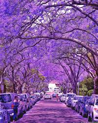 Purple Blossom Street At Milsons Park Sydney Australia Photo By Brianthio Landscape Architecture Design Cool Landscapes Modern Landscape Design