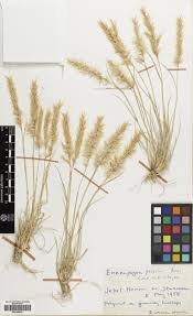 Image result for Enneapogon