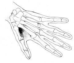 The skeletal construction of the human body is the very base of figure drawing. Skeleton Hands Drawing How To Draw Hands Easy Drawings