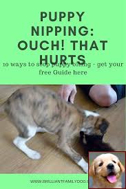 Potty Training A Puppy Timeline And Sniffer Dog Training Courses Uk Dog Training Books Dog Training Dog Training Tips