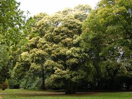 Image result for Ligustrum lucidum